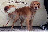 27.01.2014 BRZEZINY GMINA PIES 54801